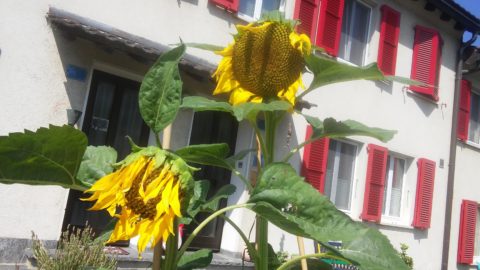 Girasoli