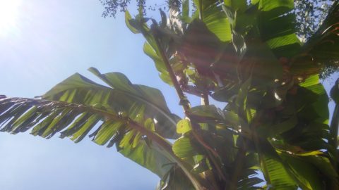 Banano foglie