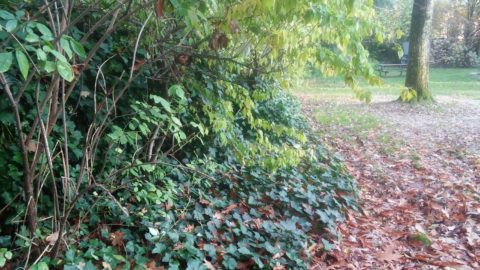 Panorama silvestre e1567687053437