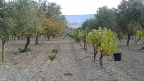 Wine Sardinia