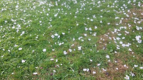 Prato fiori di mandorlo a Cagliari monte claro
