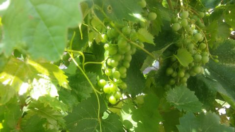 Vino foto vigneto vigna