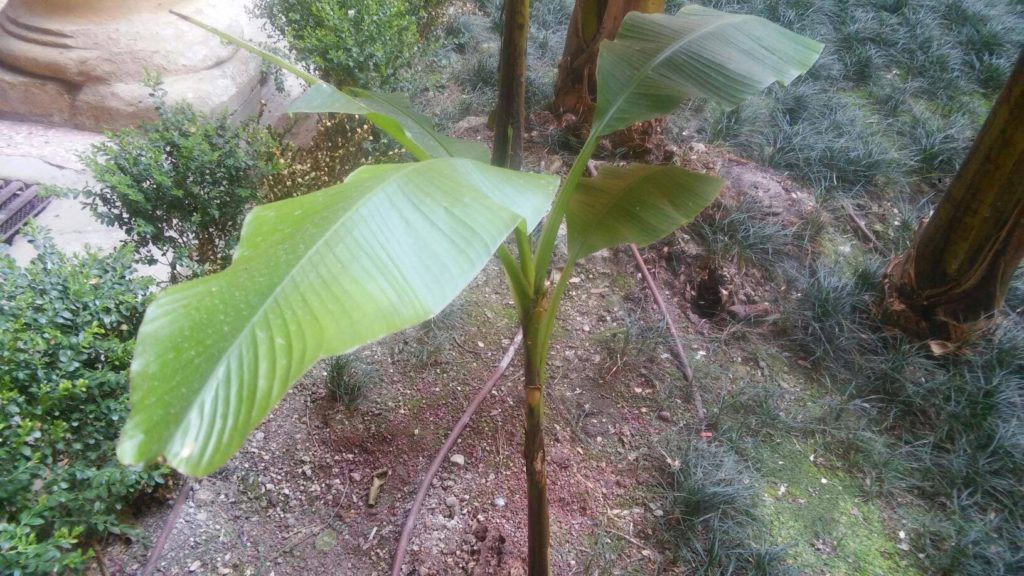 Giovane pianta di Musa basjoo